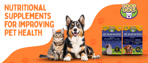 Nutritional Supplements for Improving Pet Health