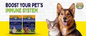 How to Boost Your Pet’s Immune System with Supplements