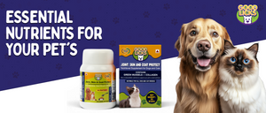 Essential Nutrients for Your Pet’s Skin and Coat Health