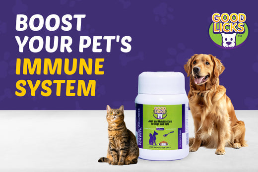 How to Boost Your Pet’s Immune System with Supplements