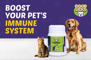 How to Boost Your Pet’s Immune System with Supplements