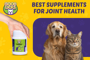 Best Supplements for Joint Health in Dogs and Cats