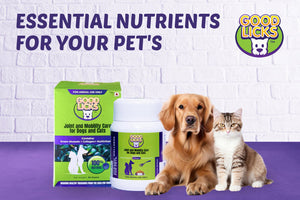 Essential Nutrients for Your Pet’s Skin and Coat Health