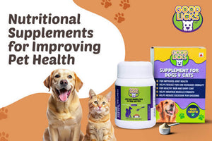 Nutritional Supplements for Improving Pet Health