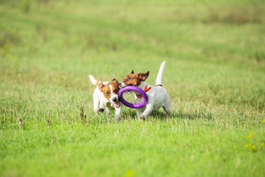 How to Pick the Best Health Supplement for Your Dog