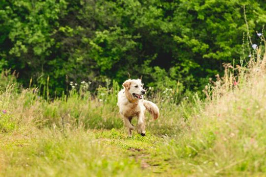 Joint Care For dogs: Causes, Lifestyle solutions & specific Supplementation