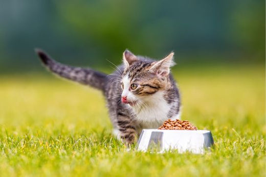 The Best Supplements for the Health of Cats at All Life Stages