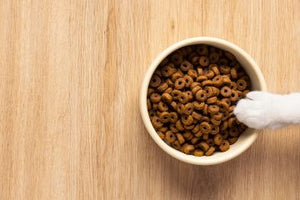 How Can Good Licks Supplements Help Your Dog Health?