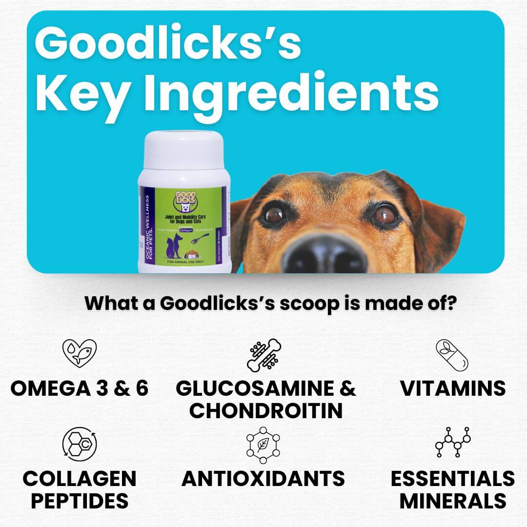 healthy dog ingredients