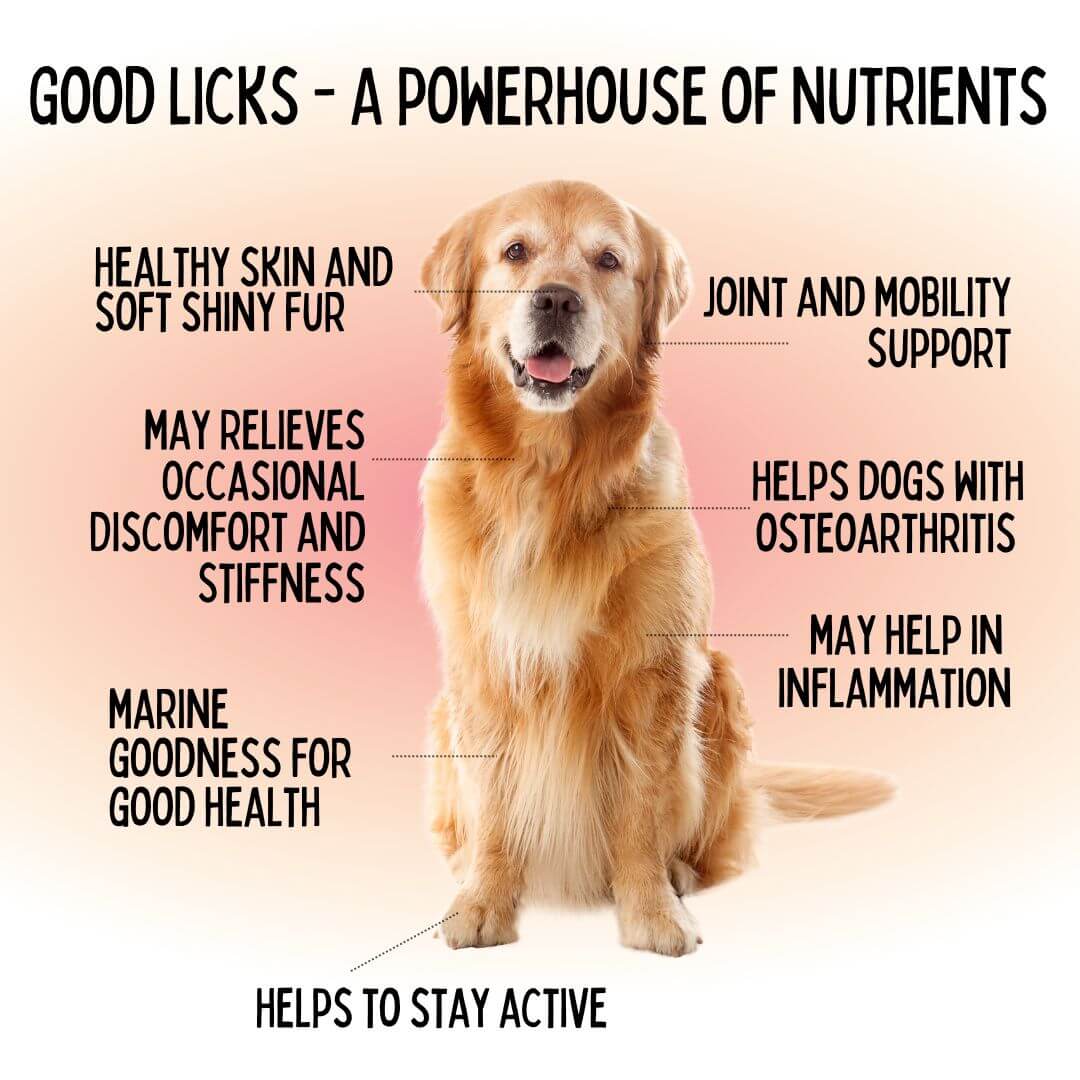healthy dog nutrition